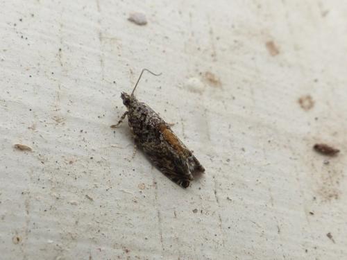 Epinotia nisella
